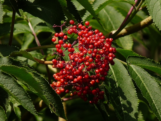 {Sambucus racemosa}